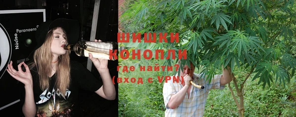 сатива Новозыбков